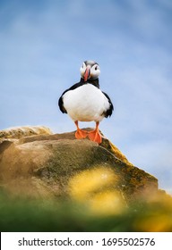 Puffin in Iceland. Seabird on sheer cliffs. Birds on the Westfjord in Iceland. Composition with wild animals. Birds - image