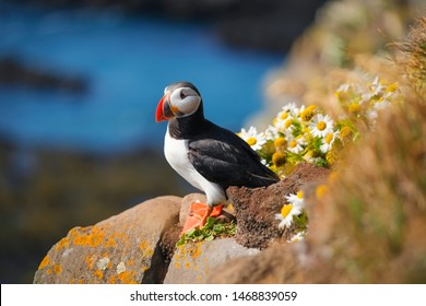 Puffin in Iceland. Seabirds on sheer cliffs. Birds on the Westfjord in Iceland. Composition with wild animals. Bird - image