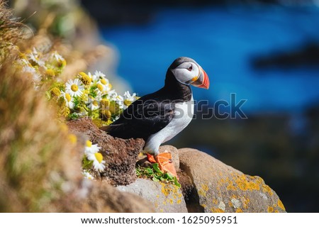 Puffin in the Iceland. Seabirds on sheer cliffs. Birds on the Westfjord in the Iceland. Composition with wild animals. Bird - image
