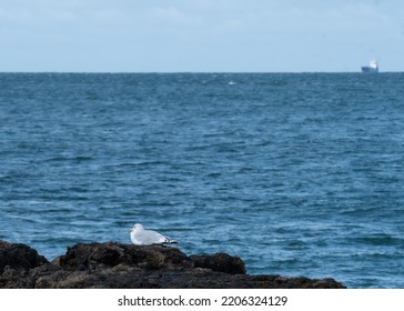 Puffin Island, Isle Of Anglesey