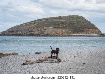 Puffin Island, Isle Of Anglesey