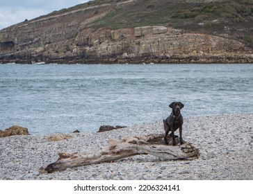 Puffin Island, Isle Of Anglesey