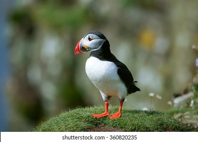 Puffin Looking Out To Sea From High Upon A Cliff Top.