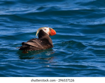 Puffin In Ocean In Glacier Bay, Alaska