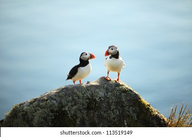 A Puffin On A Cliff, Norway