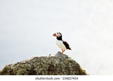 A puffin on a cliff, Norway.