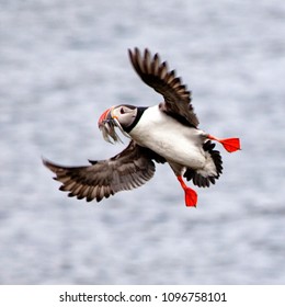 Puffin on Iceland