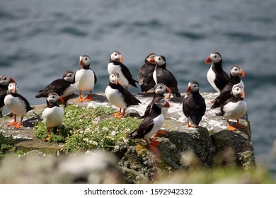 Puffin On The Isle Of May