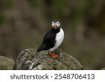 Puffin on the Isle of May in Scottland
Macareux sur l