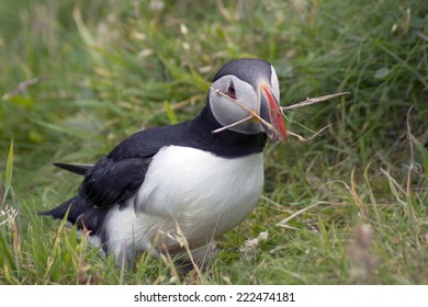 Puffin On The Isle Of Westray