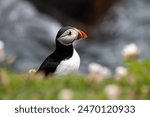 Puffin on Saltee Island Great