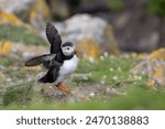 Puffin on Saltee Island Great