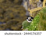 a Puffin on the sloop of the cliff