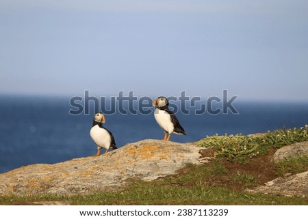 Puffin pair at Elliston Puffin Viewing site