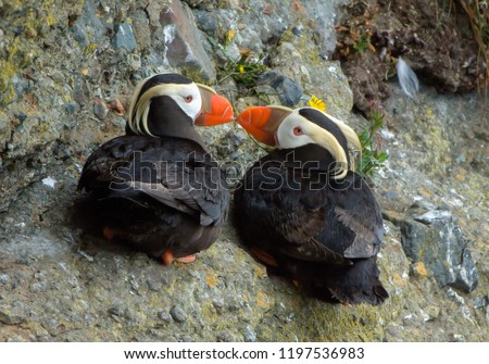 A puffin pair rest together on the cliff, and touch beaks in a tender 