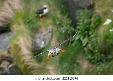 Puffin perched on rock against a blurred background of green foliage/Puffin/Puff in (fratercula), motion blur