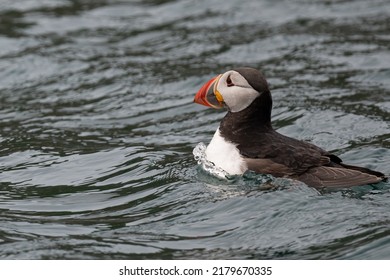Puffin rafting on the waters surrounding Skomer island, Pembrokeshire, Wales