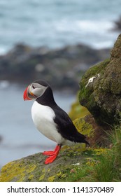 Puffin with red beak and feet at Latrabjarg bird cliffs, Westfjords, Iceland, Europe