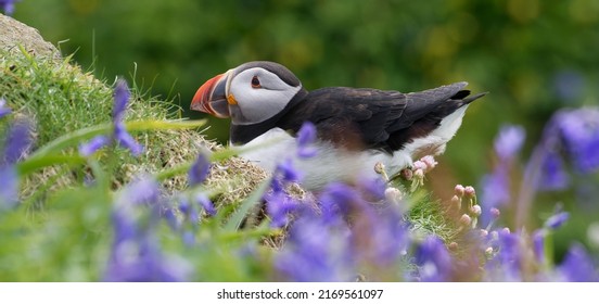 Puffin resting in the bluebells on the Treshnish Isles off the Isle of Mull, Scotland, UK