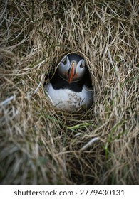 Puffin resting inside a grass lined burrow in an east iceland cliff