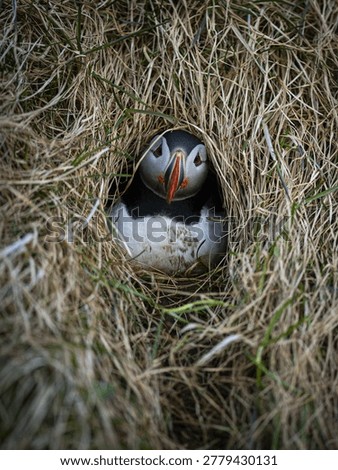 Puffin resting inside a grass lined burrow in an east iceland cliff