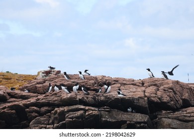 Puffin Rookery On Egg Island