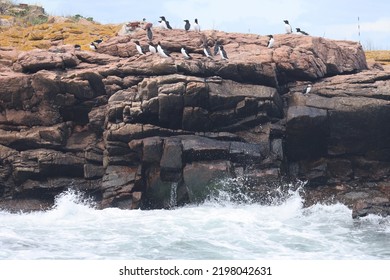 Puffin Rookery On Egg Island