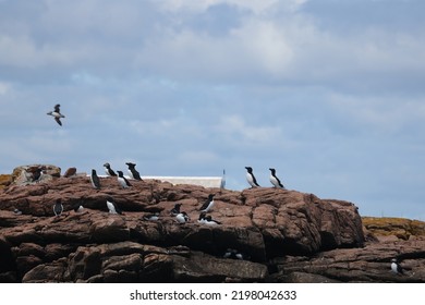 Puffin Rookery On Egg Island