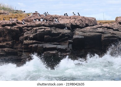 Puffin Rookery On Egg Island