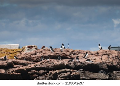 Puffin Rookery On Egg Island