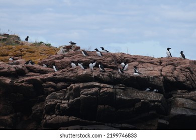 Puffin Rookery On Egg Island