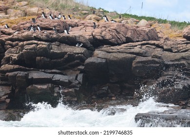 Puffin Rookery On Egg Island