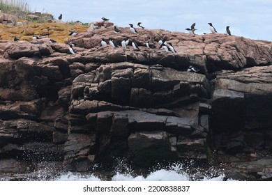 Puffin Rookery On Egg Rock