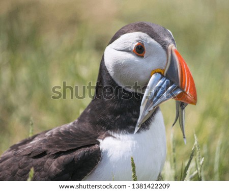 a puffin with sand eels in its peak
