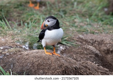 Puffin Standing On A Dry Grass Mound, Looking To The Left.