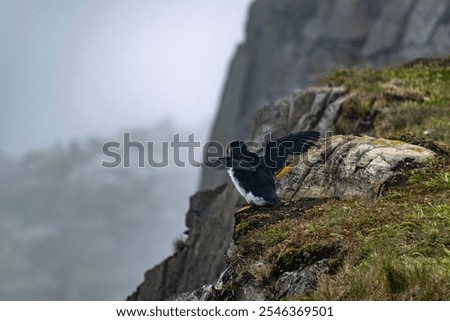 A puffin standing on the edge of a cliff at the Elliston Puffin Viewing Point, poised to take off, ready to soar into the air over the rugged coastal landscape.