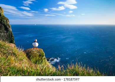 Puffin standing on a grassy cliff, sea as background, Latrabjarg north Iceland