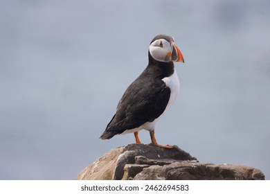 Puffin stood on cliff top displaying the colourful bill of mating season.  - Powered by Shutterstock