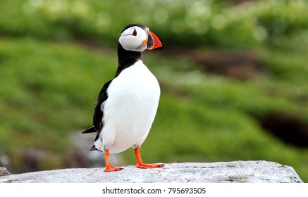 Puffin Stood On Rock At The Farne Islands