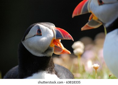 Puffin At Sumburgh Head