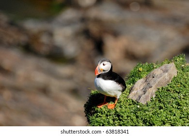 Puffin At Sumburgh Head