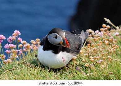 Puffin At Sumburgh Head