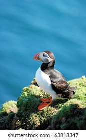 Puffin At Sumburgh Head