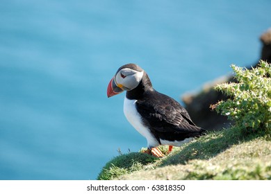 Puffin At Sumburgh Head