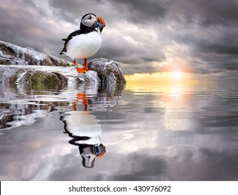 Puffin Sunset