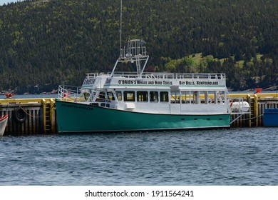 witless bay boat tours newfoundland