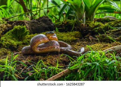 Puffing Snake - Phrynonax poecilonotus is a species of nonvenomous snake in the family Colubridae. The species is endemic to the New World - Shutterstock ID 1625843287