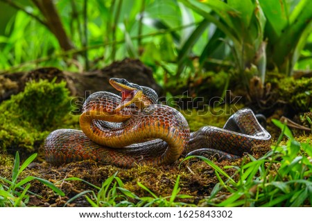 Puffing Snake - Phrynonax poecilonotus is a species of nonvenomous snake in the family Colubridae. The species is endemic to the New World