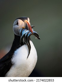 Puffins are any of three species of small alcids (auks) in the bird genus Fratercula. These are pelagic seabirds that feed primarily by diving in the water. Close-up of a puffins bird.