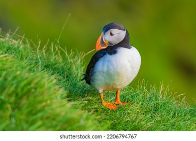 Puffins are any of three species of small alcids (auks) in the bird genus Fratercula. These are pelagic seabirds that feed primarily by diving in the water.